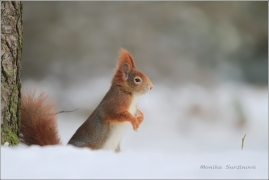 <p>VEVERKA OBECNÁ (Sciurus vulgaris) /Red squirrel - Eichhörnchen/</p>
